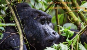 gorilla trekking plus car rental uganda