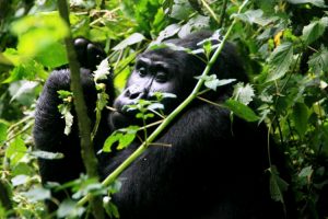 3 Days Gorilla Trekking Self Drive Tour in Uganda