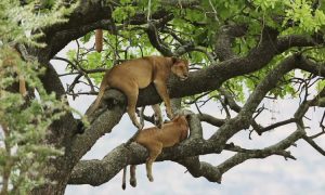 3 Days Queen Elizabeth and Ishasha Self-Drive Safari in Uganda