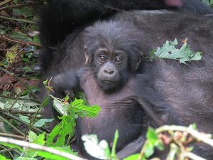 uganda safaris 2021