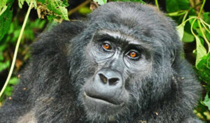 3 Days Uganda Gorilla Tour from Kigali