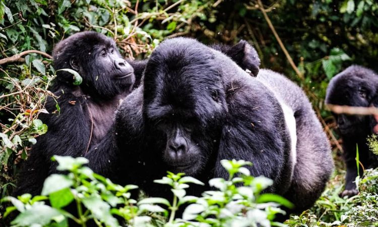 4 Days Bwindi Gorilla Trekking Self-drive Tour and Wildlife