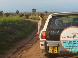Self Drive Guide to Murchison Falls National Park
