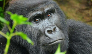 Changes in UWA Conservation Tariffs on Gorilla Permits
