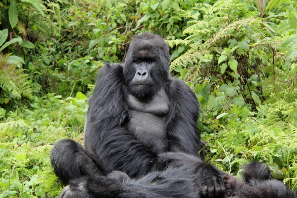 Rwanda roadtrip packages