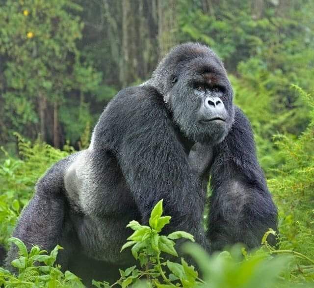 best cars for rent while going for gorilla trekking in Bwindi